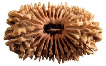 24 Mukhi